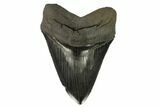 Fossil Megalodon Tooth - Sharp Serrations #122937-1